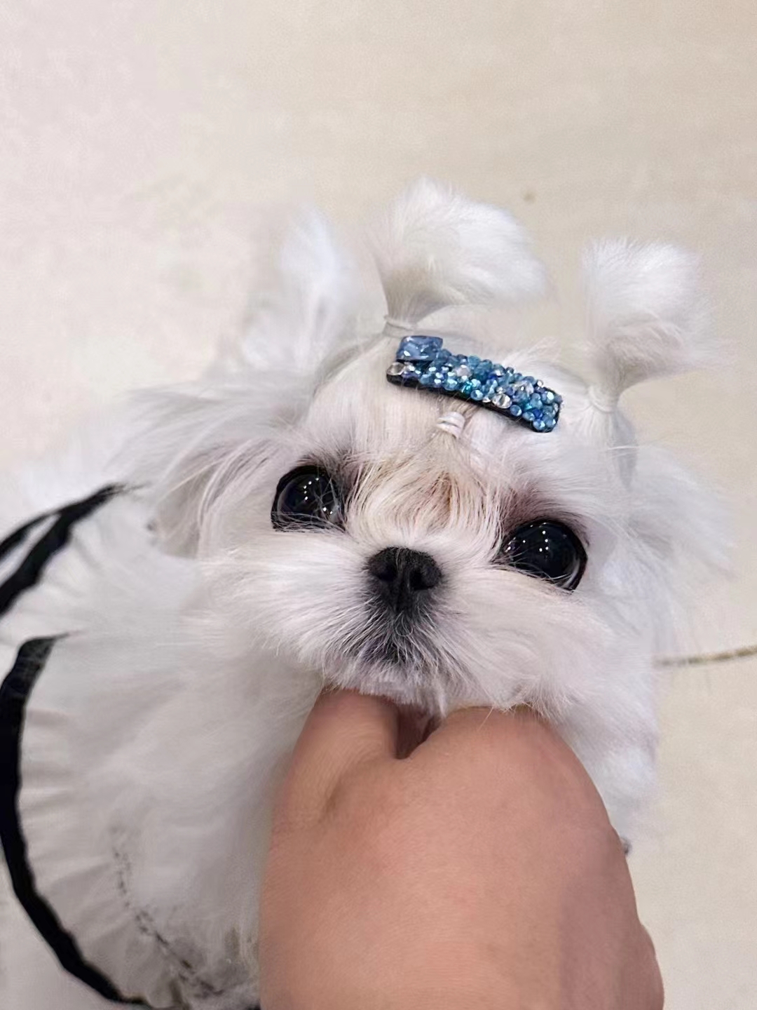 双血统马尔济斯